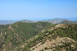 塞浦路斯,森林,希臘