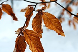 葉子,紅色,科