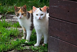 動物,貓,夫婦