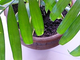 盆栽的植物,室內植物,綠色