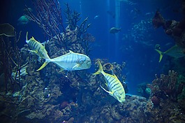 動(dòng)物,水族館,藍(lán)色