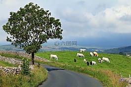 農(nóng)業(yè),動(dòng)物,牛