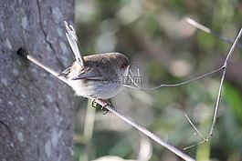 鳥,燦爛fairywren,女性