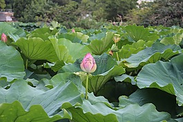 廠,蓮花,葉