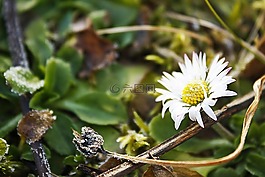雛菊,積冰,凍結(jié)
