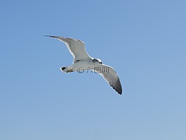 鳥,自然,海鷗