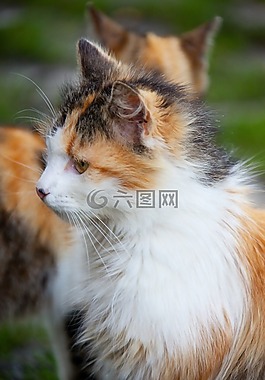 可愛的,動物,貓