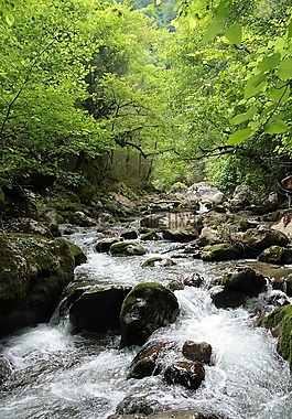 性質(zhì),森林,光