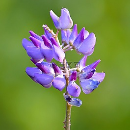 開花,廠,性質(zhì)