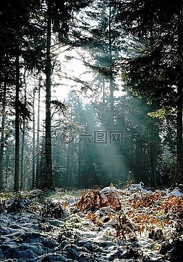 性質,木材,樹
