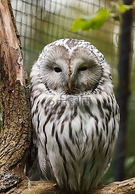 動物,鳥嘴,鳥