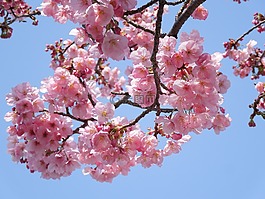樱桃,samusakura,春天的花朵