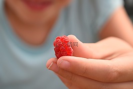 覆盆子,給,漿果