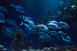 動物,水族館,水