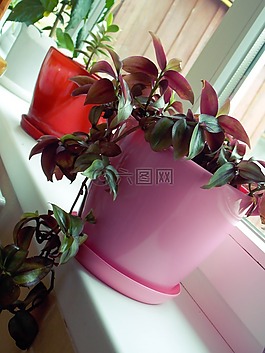 鮮花,夏季,宏