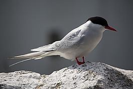 北極燕鷗,法恩,海鳥