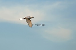 鷺,鳥,自然