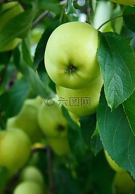 蘋果,秋,枝杈