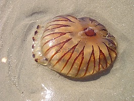 水母,海,海灘