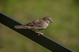 斯珀林,鳥,關(guān)閉