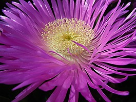 花,花粉,自然