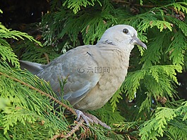 鴿子,花園,鳥