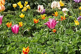 春季郁金香,鮮花,花園