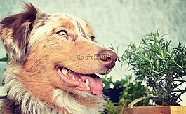 澳大利亞牧羊犬,狗,寵物