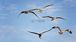 海鷗,鳥,天空