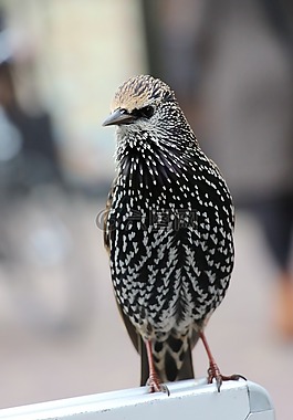 鳥,ave,高峰