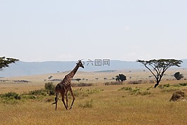 長頸鹿,非洲,動物