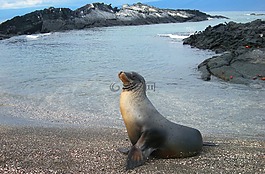 海,獅子,密封