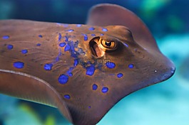 動(dòng)物,旱廁,水族館