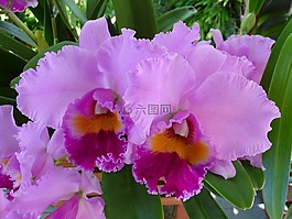 蘭花,洋蘭,花