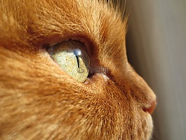 猫,眼,姜
