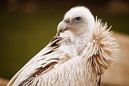 動(dòng)物,鳥嘴,鳥