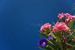 盛開,開花,藍(lán)色