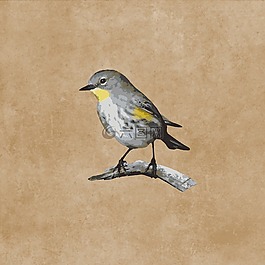 鳥,羽毛,科