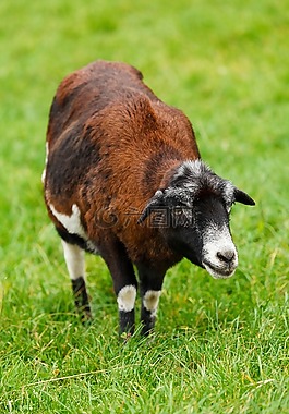 動物,棕色,國家