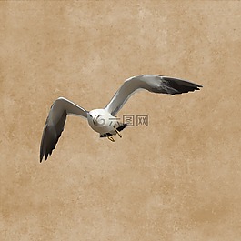 鳥,海鷗,羽毛