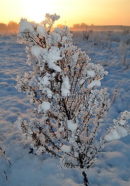 冬天,雪,寒冬