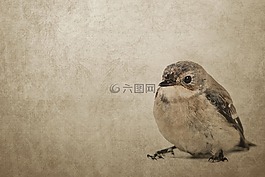 年份,鳥,麻雀