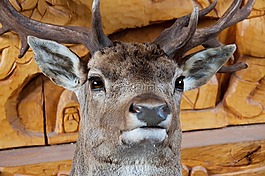動物,大,裝修