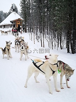 狗,赫斯基,雪橇狗