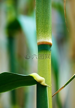亞洲,竹,枝杈