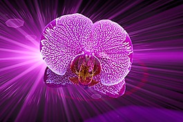 花,開花,蘭花