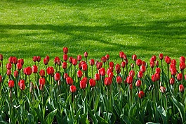 背景,盛開(kāi),開(kāi)花
