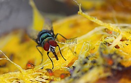 飛,特寫(xiě),芒果