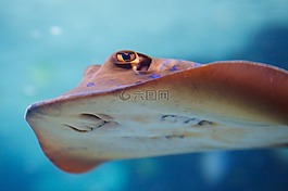 動(dòng)物,旱廁,水族館