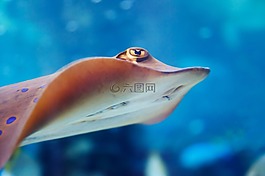 動(dòng)物,旱廁,水族館